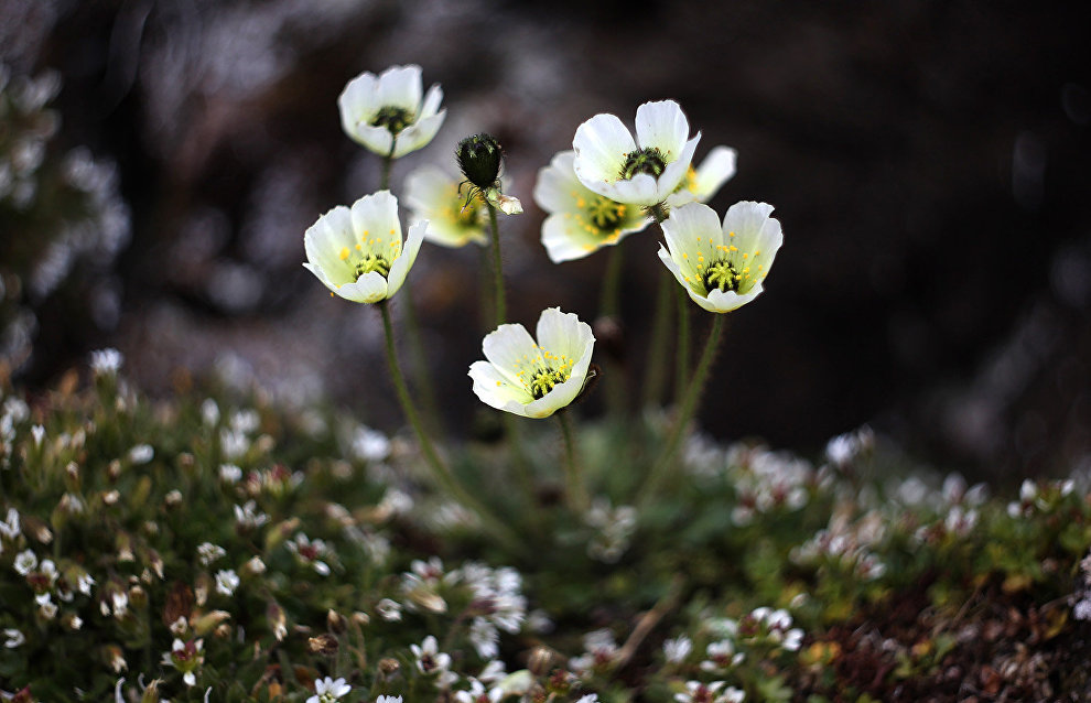 The Russian Arctic needs more specially protected natural areas – RAS corresponding member