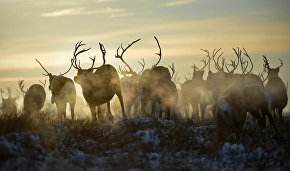 Grant competition to support the traditions of the peoples of the North