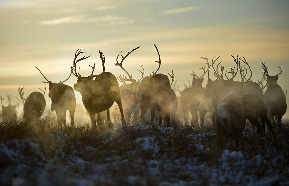 Grant competition to support the traditions of the peoples of the North