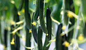 Yakutia expects a record harvest of cucumbers, tomatoes and greens