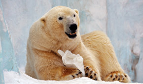 Polar bear cub born at Yakutia zoo
