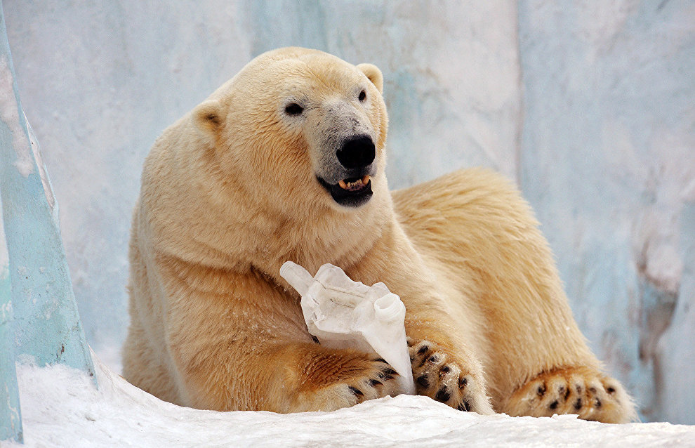 Polar bear cub born at Yakutia zoo
