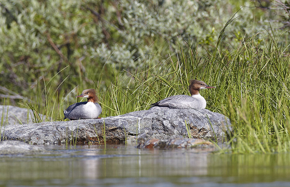The Pasvik Nature Reserve