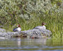 The Pasvik Nature Reserve