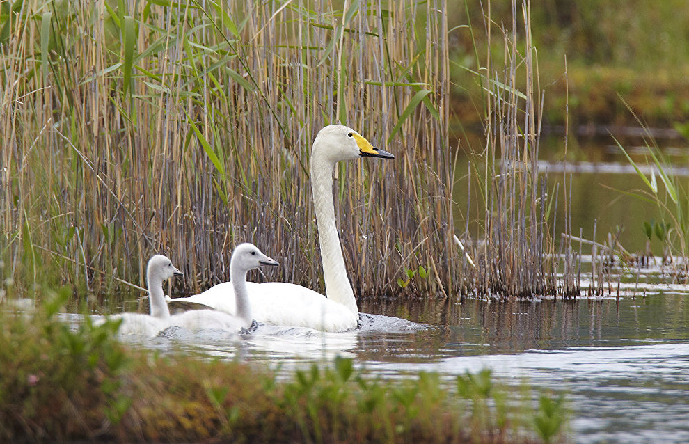 The Pasvik Nature Reserve