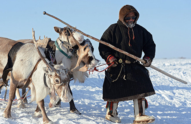 Yamal reindeer herders to get legal assistance in their native languages