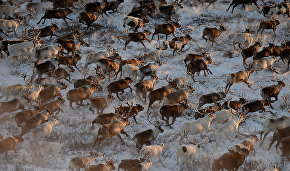 Arctic reindeer research in 2021