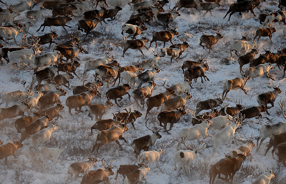 Arctic reindeer research in 2021