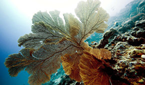 Expert: The Arctic needs a network of marine reserves