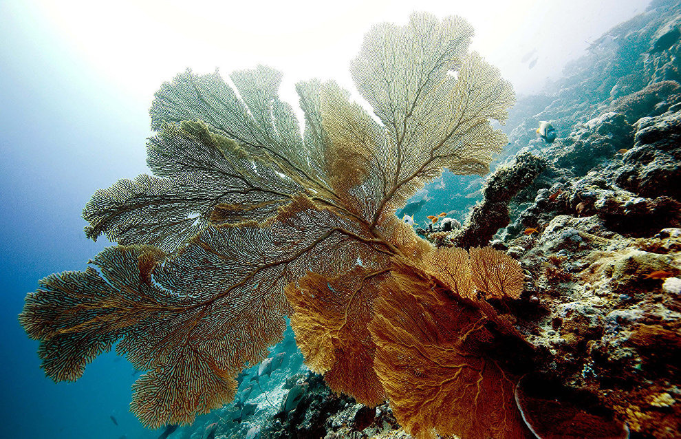 Expert: The Arctic needs a network of marine reserves