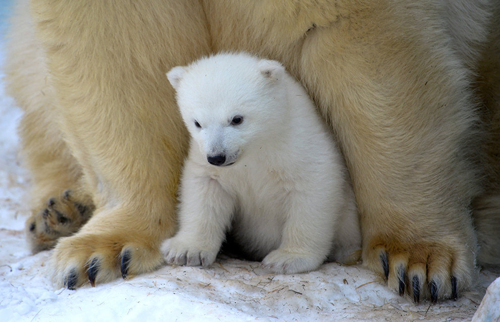 Young polar bear cub named Almaz