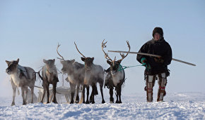 Meat standards: Naryan-Mar reindeer breeders and vets review rules for exporting meat to Europe