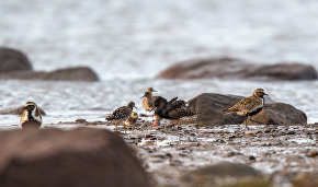 Chinese researchers to take part in monitoring rare Arctic birds in Yamal