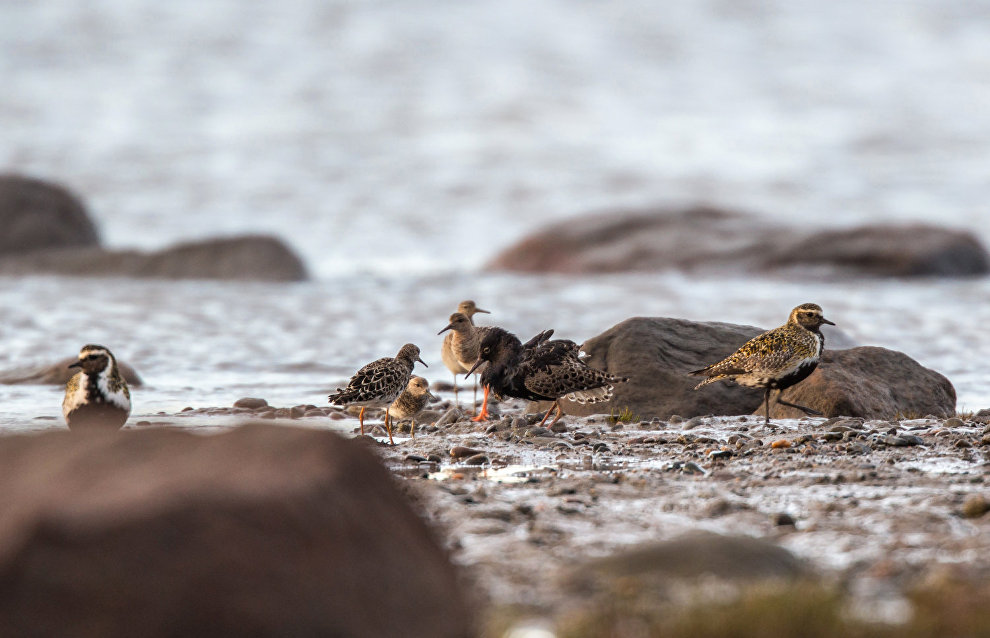 Chinese researchers to take part in monitoring rare Arctic birds in Yamal
