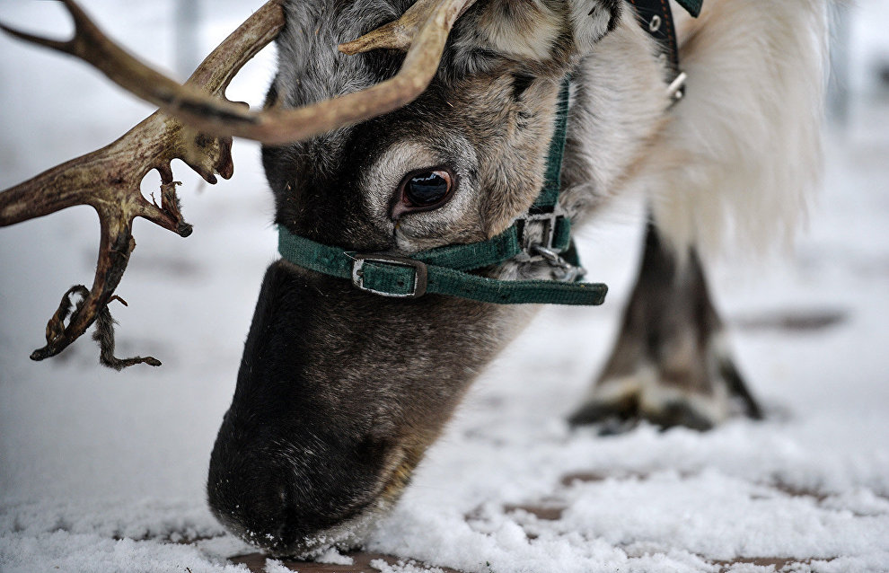Animals can help preserve Arctic permafrost