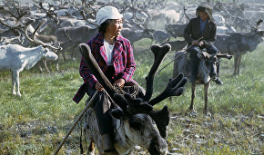 About 80% of Yamal reindeer population vaccinated against anthrax
