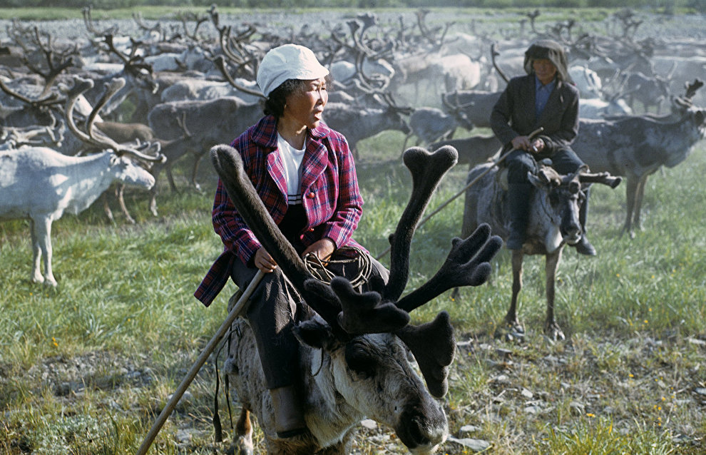 About 80% of Yamal reindeer population vaccinated against anthrax