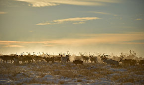 Drones to study Evenki reindeer