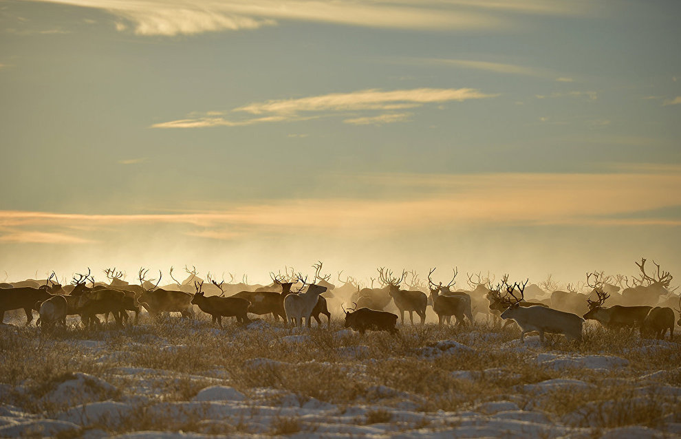 Drones to study Evenki reindeer