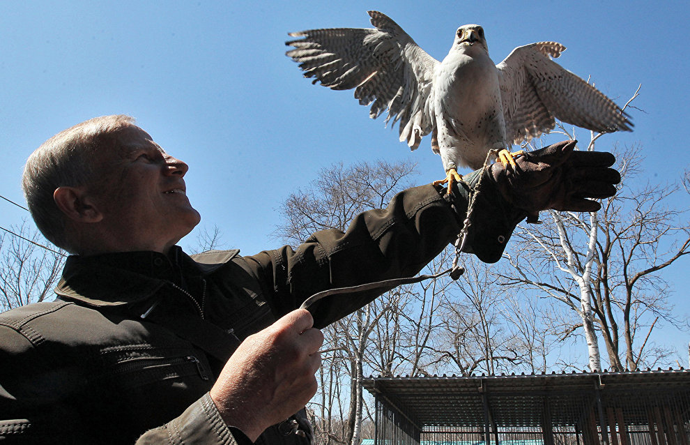 Gyrfalcon population continues to grow on Obskaya-Bovanenkovo Railway’s bridges