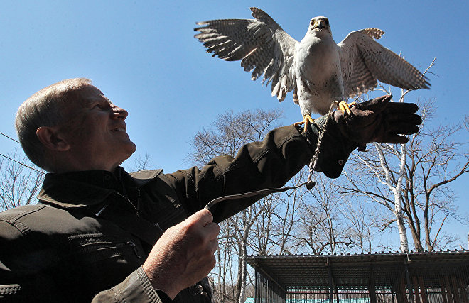 Gyrfalcon population continues to grow on Obskaya-Bovanenkovo Railway’s bridges