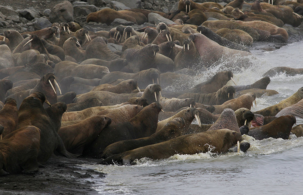 Norway set to expand nature conservation cooperation with Russia