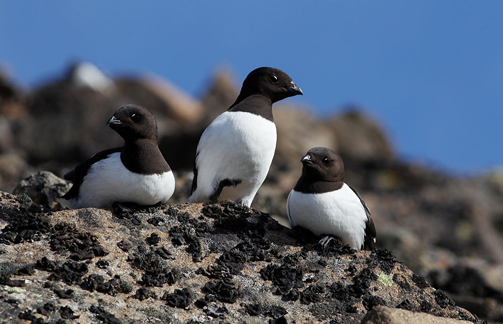 8.4 million euros to be invested in biodiversity conservation programmes in northern Russia