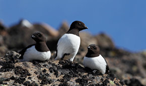 8.4 million euros to be invested in biodiversity conservation programmes in northern Russia