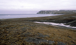 New plant species discovered on Wrangel Island