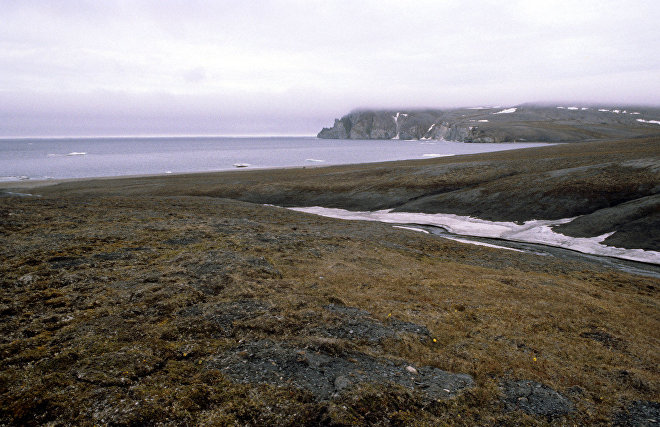 Wrangel Island’s snow goose population hits 50 year high