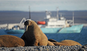 The Arctic odyssey of the vessel Professor Molchanov