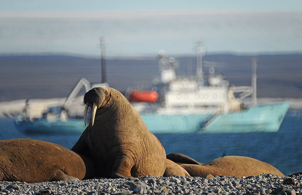 The Arctic odyssey of the vessel Professor Molchanov