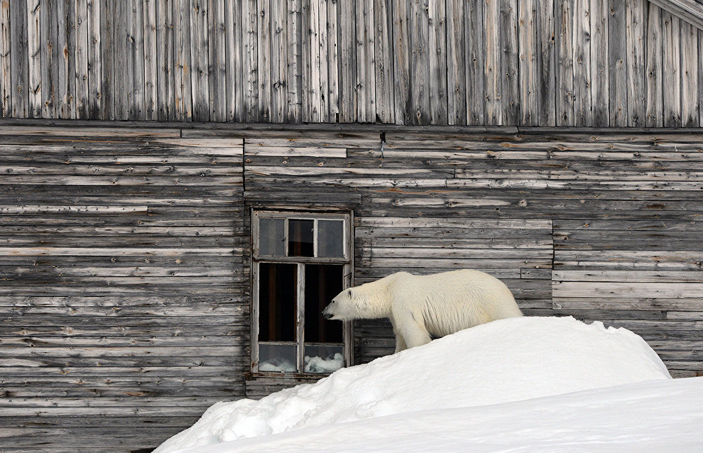 Tikhaya Bay polar station project