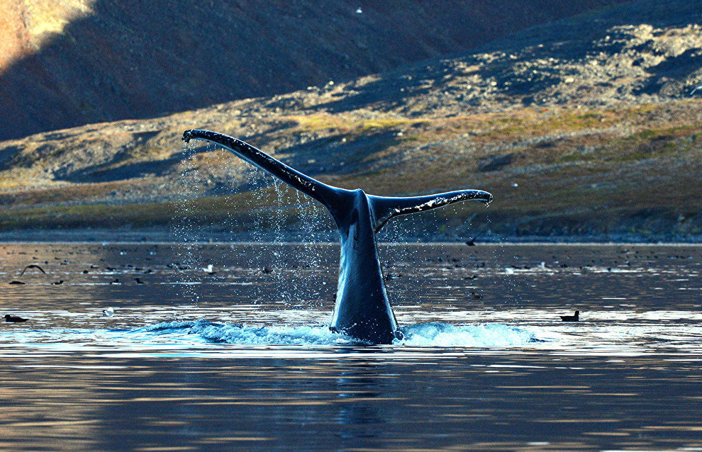 Experts to study the effects of ship noise on whales off Chukotka