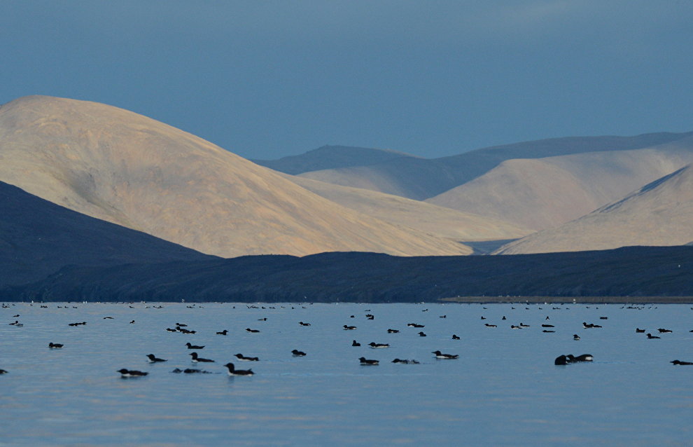 US columnist believes Wrangel Island belongs to United States