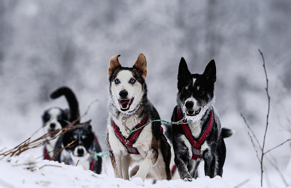 Arctic dog sled tours offered in Russia’s Yakutia