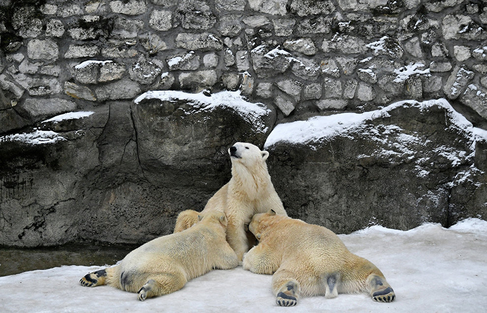 Moscow Zoo to open climate-controlled Arctic and Amazonia pavilions