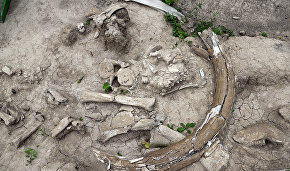 Yakutia works out draft law on mammoth tusk collection
