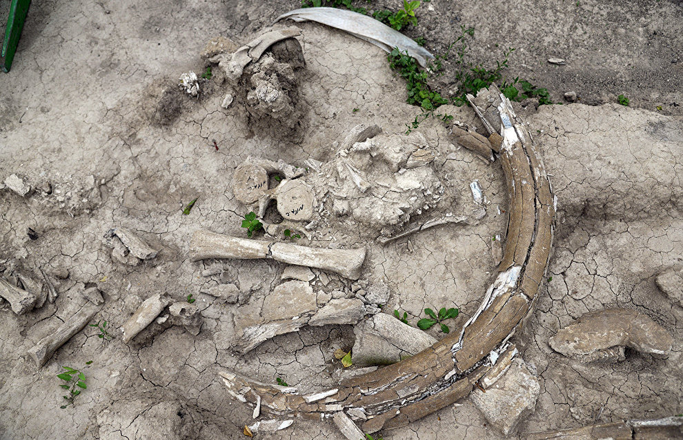 Yakutia works out draft law on mammoth tusk collection