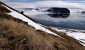 Ancient fossil bear with a sweet tooth found in the Arctic