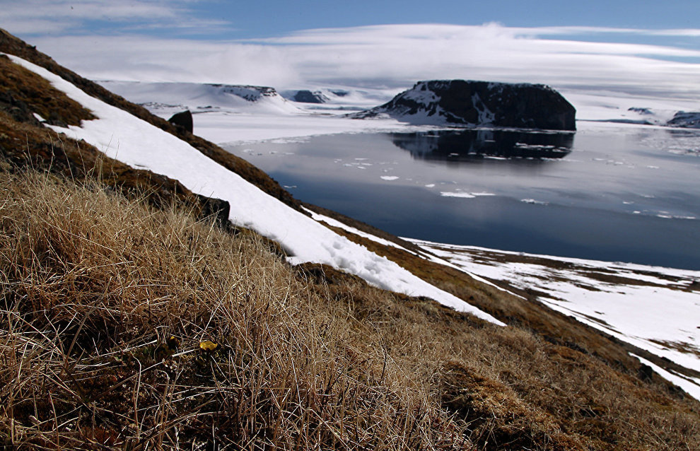 Ancient fossil bear with a sweet tooth found in the Arctic