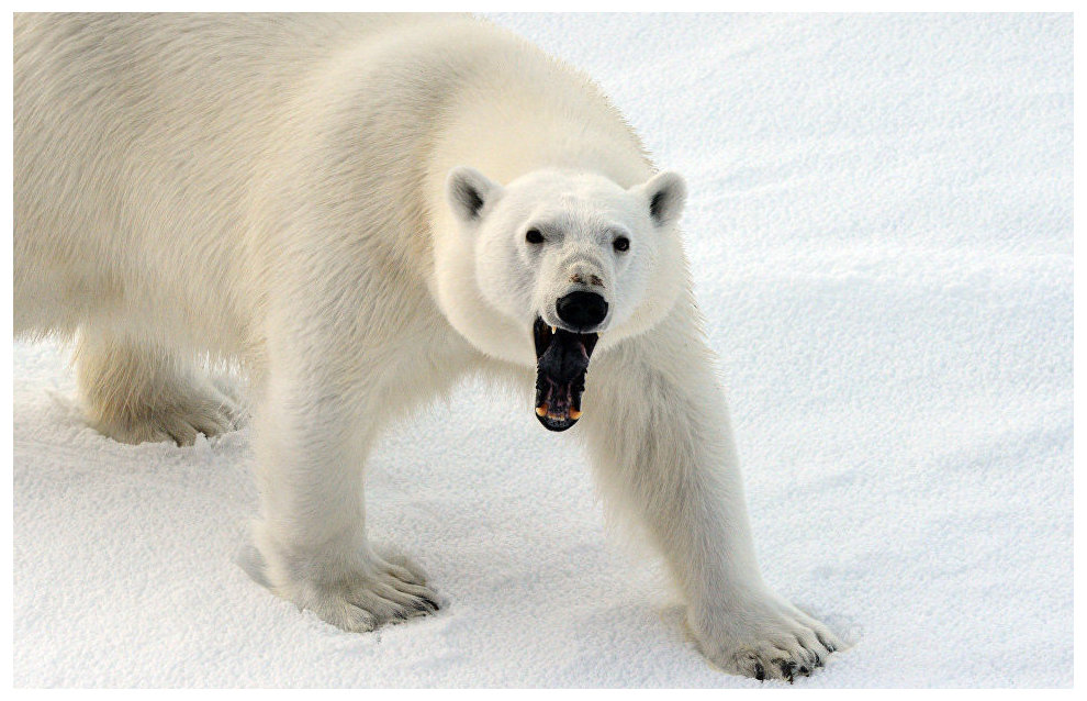 A Russian Arctic National Park expedition