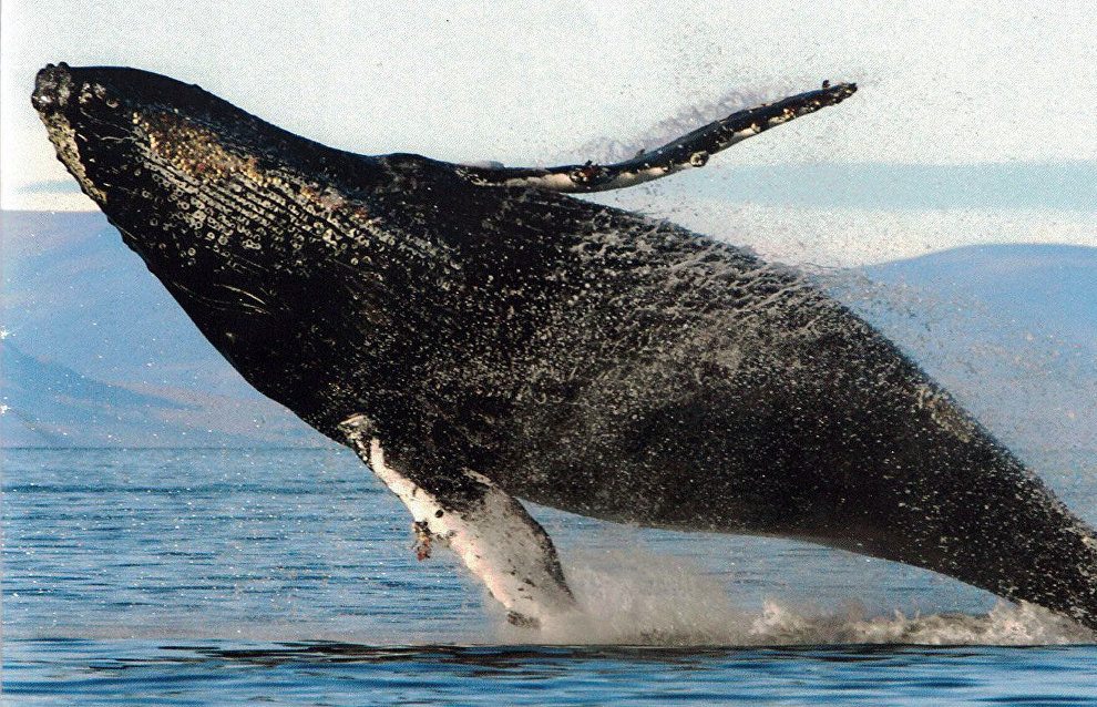 Photographic catalogue of humpback whales compiled in Chukotka