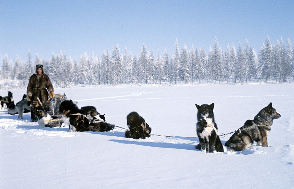 Yakutia plans to restore Yakutian Laika population