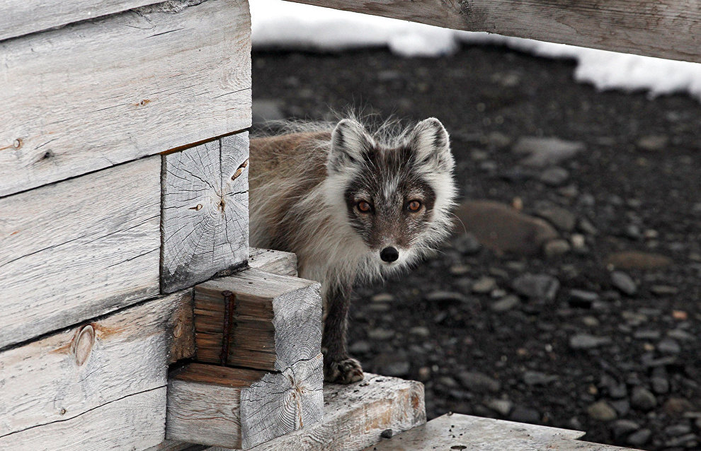 Albino Arctic fox spotted in the Arctic