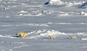 The Arctic: Territory of Dialogue Forum and Russian Arctic National Park to launch joint project