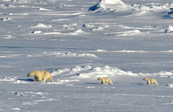 The Arctic: Territory of Dialogue Forum and Russian Arctic National Park to launch joint project