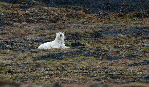 Arctic scientific center to study polar bears and whales opens in Chukotka