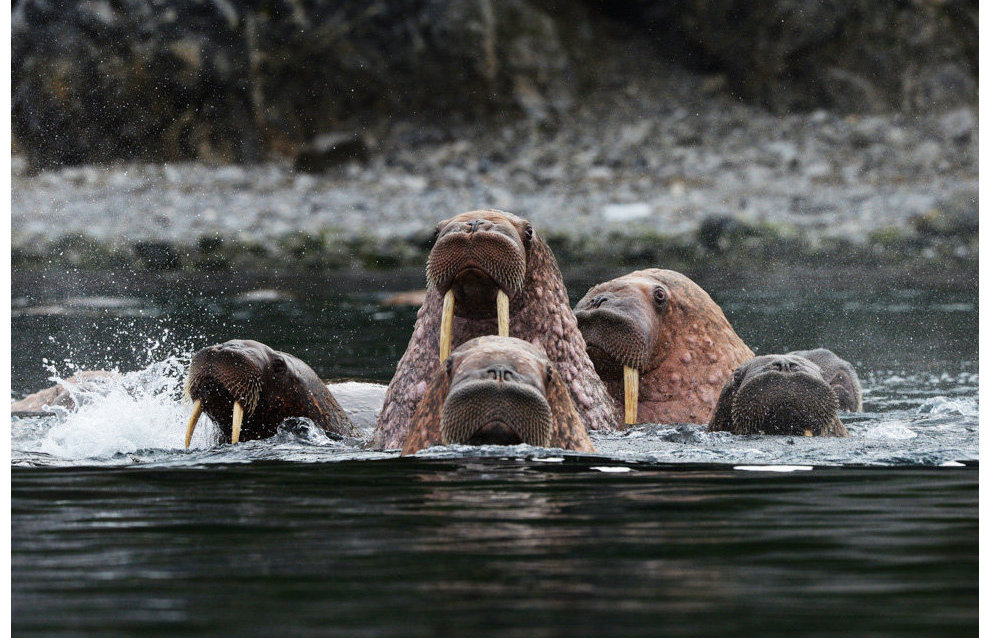 Yamal to create Tiutei-Yakhinsky Nature Sanctuary for unique walrus rookery