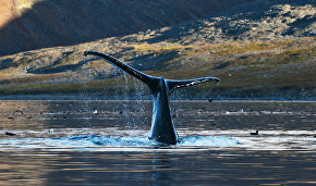 Scientists to assess whale responses to ship noise to map the best Northern Sea Route lanes